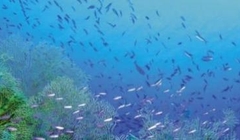 Bajkowy świat Sharm El Sheikh w sercu podwodnego świata
