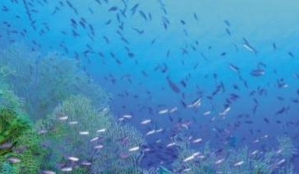 Bajkowy świat Sharm El Sheikh w sercu podwodnego świata